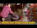 Download Lagu Fitus kuno yang menyebar