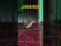 Download Lagu KONIN TROTOL GACOR #konin #kolibrininja #burung #konintrotol