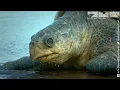 Download Lagu Robot Spy Turtle Joins Epic Turtle Invasion Using An Astonishing Clutch of Secret Spy Cams!