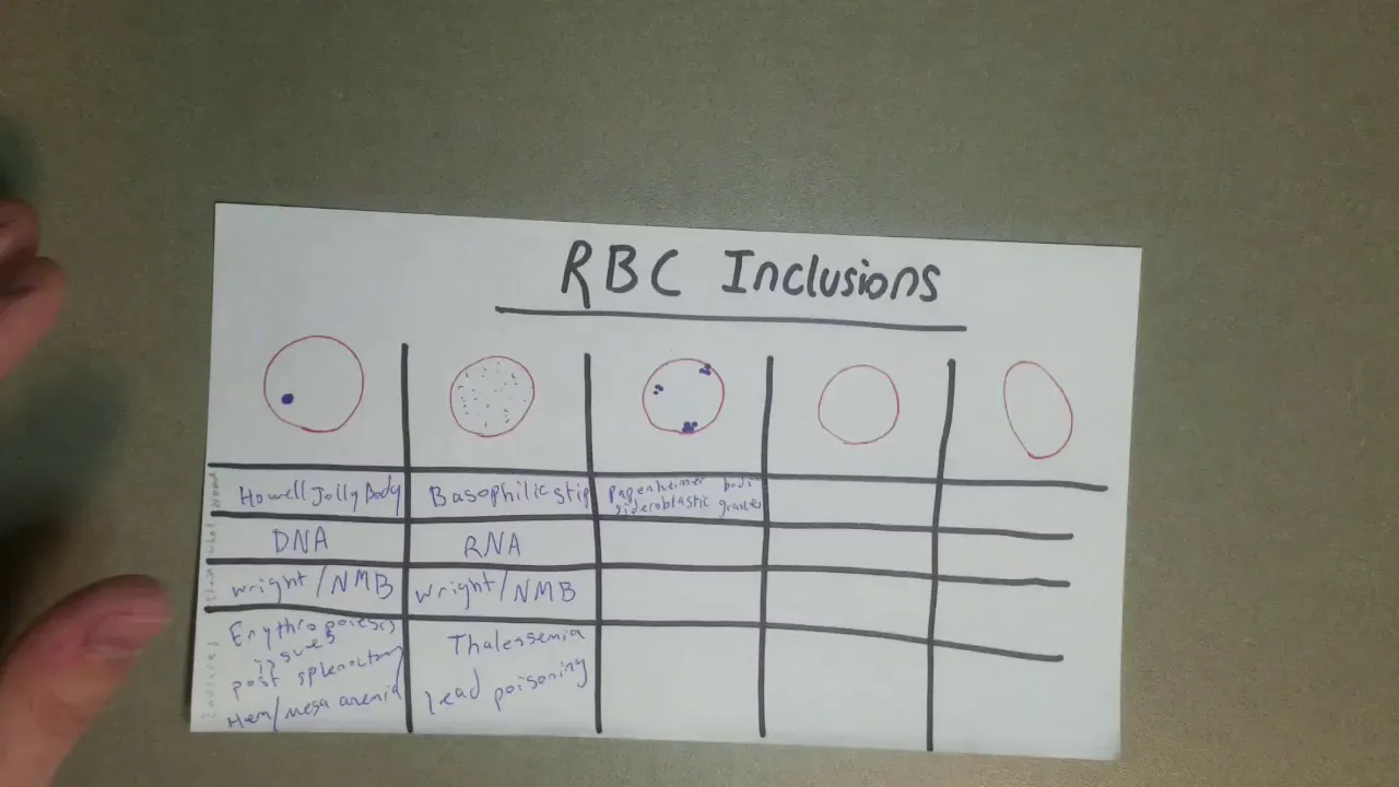 Red Blood Cell Inclusions