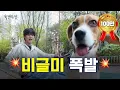 Lagu [Sub] 비글특집🐶 비글돌과 비글이 만나면 생기는 일⁉️