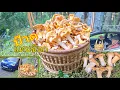 Download Lagu ป๊าดเจอแบบนี้แทบช๊อกสะออนคัก เห็ดมันปูป่าสวีเดนขาอวบๆดอกตันๆ เก็บมันส์ๆจนฝรั่งร้องหาพระเจ้า🍄‍🟫😲🌲🇸🇪