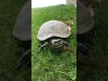 Download Lagu Suara kura-kura terkecil yang pernah kudengar🥹🐢