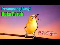 Lagu PLECI GACOR suara ngalas SEJALUR - MASTERAN PLECI PANCINGAN PLECI agar cepat buka paruh.. Coba Saja!