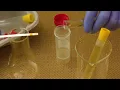 Synthetic Urine - How To Instantly Pass A Drug Test