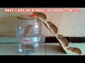 Download Lagu Ternyata Cukup Pake Galon Bekas Rumah Selamanya AMAN Dari TIKUS || Cara membuat Perangkap TIKUS
