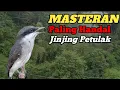 Download Lagu AUDIO SUARA MASTERAN BURUNG JINJING PETULAK GACOR