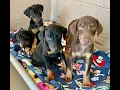 Desert Harbor Doberman Rescue of Arizona