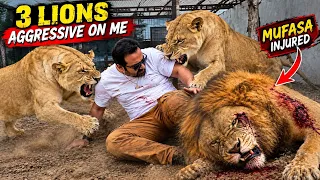 New surprise😍Bella, Diana, Mufasa aggressive on me😱Mufasa injured😰(Mian Saqib)