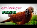 Download Lagu Suara burung DERKUKU pikat gacor ahlinya menekan EMOSI lawan