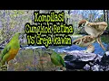 Download Lagu Masteran Burung Cungkok Betina vs Gereja kawin