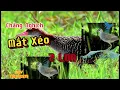 Download Lagu Tiếng chằng nghịch với mắt xeo 2 loa riêng biệt