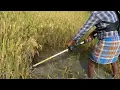 Download Lagu Brush cutter  Paddy cutting// Nexgen farming machineries