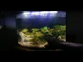 Top Fin Astonish 6 gallon likes and dislikes