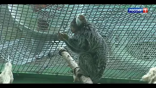 У экзотических обезьянок Манюни и Митяя родилась двойня