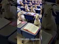 Lagu Guru nya sinting murid nya kambing. #videolucu