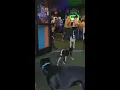 The Best Dog Bar in Tampa