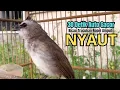 Download Lagu burung trucukan gacor NGALAS ROPEL JITU,, PANCINGAN TRUCUKAN AGAR BUNYI jadikan BURUNG TRUCUK GACOR