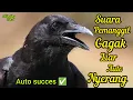 Download Lagu SUARA BURUNG GAGAK RIBUT DI ALAM LIAR|| cocok untuk pikat dan pemanggil