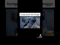 Download Lagu cinta suci bunga jatuh