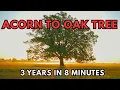 Acorn to Oak Tree 3 Years in 8 Minutes