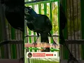 Download Lagu Viral Burung Gagak Hitam Bisa Ngomong Part 2 || #short #shorts #trending #trendingshorts  #viral