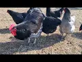 Jersey Giant Chicken the Gentle Giant Meet our flock giant chickens dual purpose poultry breeds