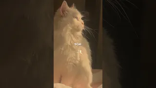 6 Most Beautiful Things In The World Aesthetic Viral Jeoncxzh 