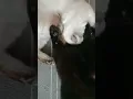 cat porn