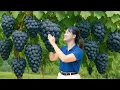Download Lagu Harvesting Wild Egg Grapes | Homemade Cheesecake \u0026 Fine Wine Combo - SOLD OUT Instantly