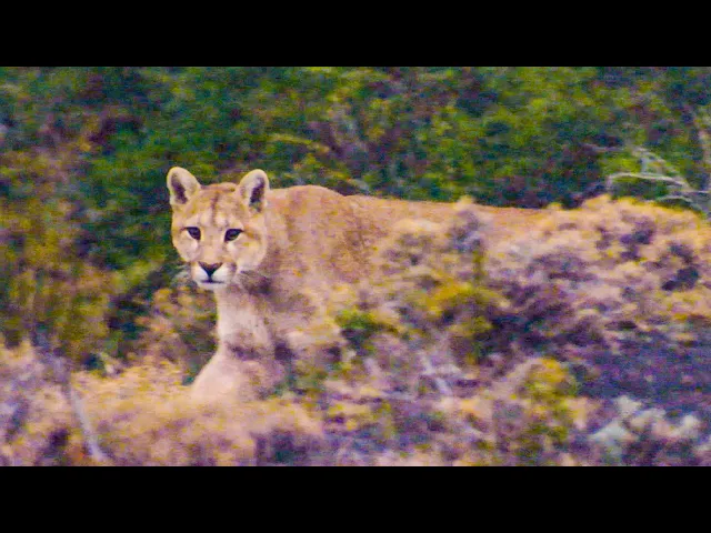 Puma Stares Down Camera Crew | The Dark:  Nature's Nighttime World | BBC Earth