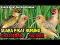 Download Lagu SUARA PIKAT BURUNG CICI MERAH‼ SUARA PIKAT TERAMPUH