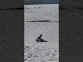 Ruth and Graham annual snow ball fight