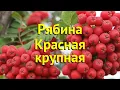 Download Lagu Рябина красная Красная крупная. Краткий обзор, описание sorbus krasnaja krupnaja крупная