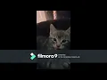 Sorry for the Watermark - 7 week old kittens
