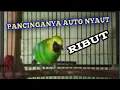 Download Lagu ASLI CUCAK RANTING RIBUT JITU BUAT PANCINGAN