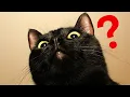 Lagu 12 Amazing Facts About BLACK CATS