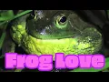 Download Lagu Hip-Hop Frogs: real and crazy frog calls put in music sequencer