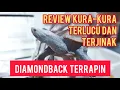 Lagu REVIEW KURA-KURA TERLUCU \u0026 TERJINAK - DIAMONDBACK TERRAPIN