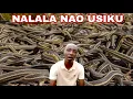 Lagu KIJANA ANAYE FUGA NYOKA WENYE SUMU KALI AMEFUNGUKA NYAMA YAO NI TAMU KULIKO KUKU TUNALALA PAMOJA