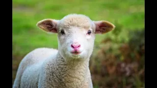 صوت الخروف   صور خروف جميل   دندنها