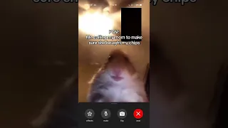 Hamster Calling Meme