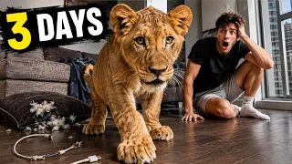I LIVED WITH A REAL LION IN MY APARTMENT FOR 3 DAYS!
