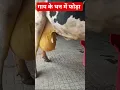 Udder abscess in cow Huge abscess in udder Suppurative mastitis foda