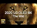 Download Lagu 2020 LG OLED 8K l  The Wild 8K HDR 60fps