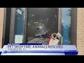 All dogs rescued after fire in DC pet store