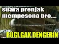 Download Lagu suara burung prenjak dada putih prenjak bali beda seperti biasanya