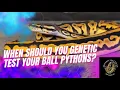 When Should You Genetic Test Your Ball Python