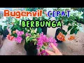 3 Tips Agar Bugenvil Subur \u0026 Berbunga Lebat