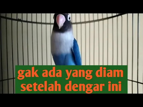 Download MP3 Lovebird manapun seketika langsung rame ikutan ngetik ngekek setelah dengar pancingan joos ini